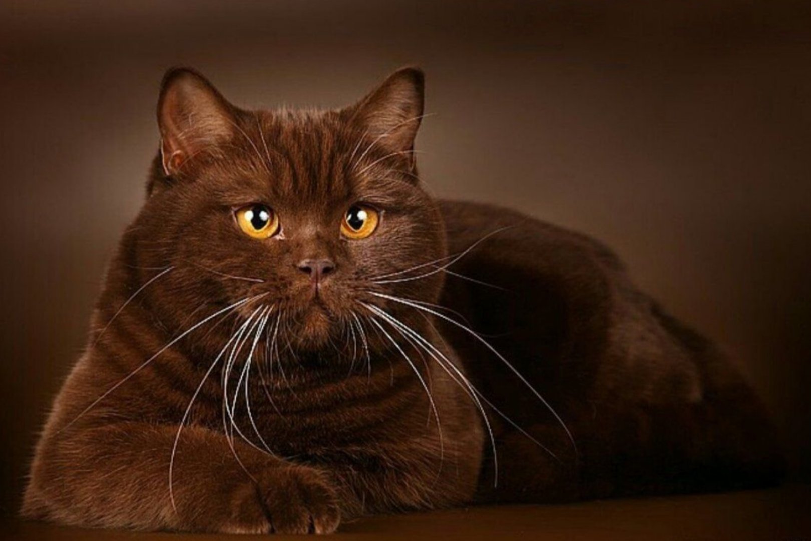 Шоколадная окраска кошек. Бурма циннамон. Шоколадный британец экзот. Британская короткошёрстная кошка циннамон. Шотландский скоттиш циннамон.